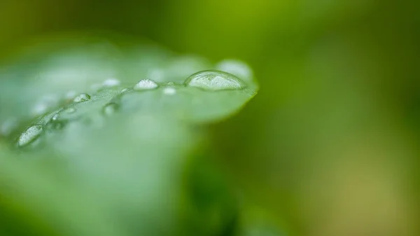 Kapky Vody Zeleném Listu Makro Pozadí Přírody — Stock fotografie
