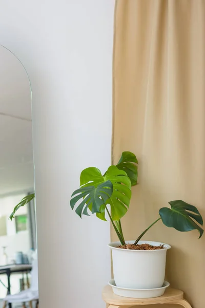 Monstera deliciosa in simple living room. Natural light background.