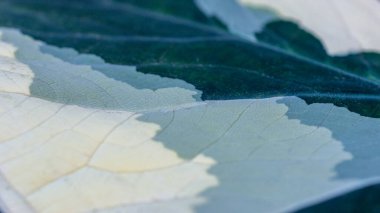 Arkaplan için yakın yaprak dokusu. Seçici odak.