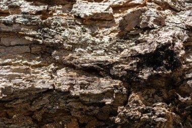 Doğal ışık arkaplanındaki kabuk dokusunu kapat.