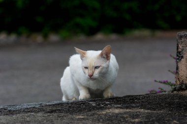  Beyaz kedi eski patikada yemek için yürüyor..