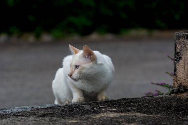  Beyaz kedi eski patikada yemek için yürüyor..