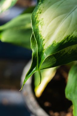 Makro sarı yeşil yaprak dokusu. Doğa arkaplanı.