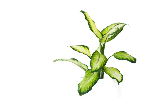 Aglaonema Bitkisi Çin Yeşili Beyaz Arka Planda Izole Edilmiş — Stok fotoğraf