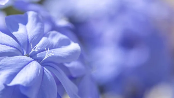 Cape Leadwort Flowers Selective Focus Blur Background — Stock Photo, Image