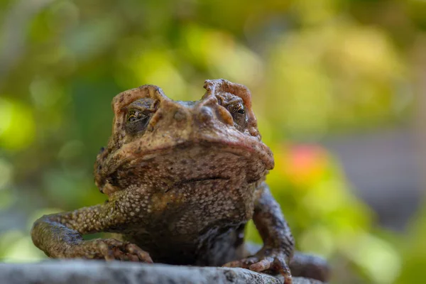 Pad Tegen Wazig Lotus Vijver Natuurlijke Lichte Achtergrond — Stockfoto