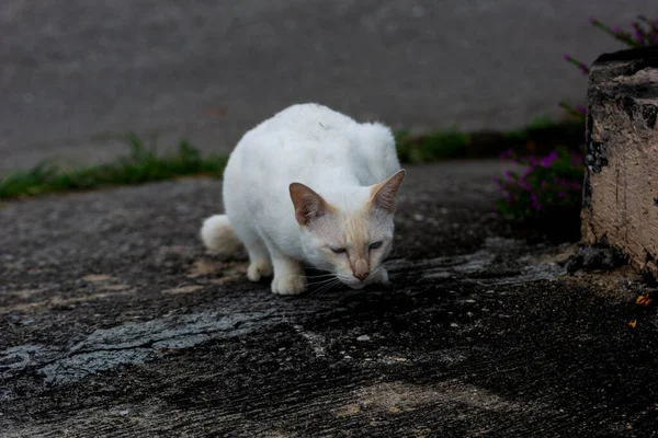 Gato Blanco Caminando Por Comida Sendero Viejo — Foto de Stock