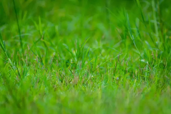 Groen Gras Natuurlijke Lichte Achtergrond Selectieve Focus — Stockfoto