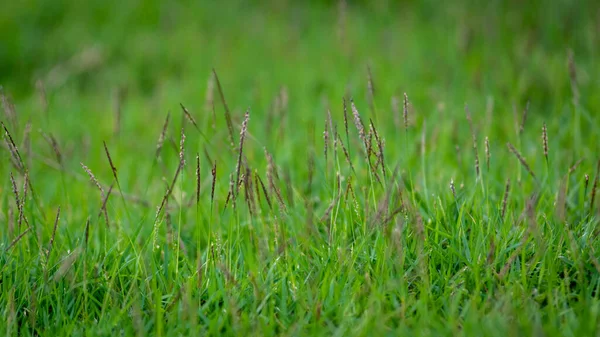 Green Grass Natural Light Background Selective Focus — Stock Photo, Image
