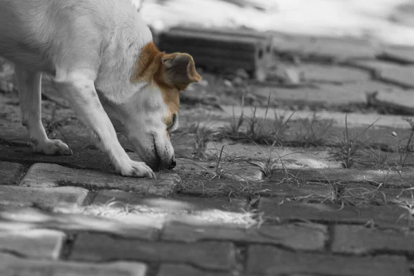 コンクリートの歩道で遊ぶ白い茶色のネイティブの犬 — ストック写真