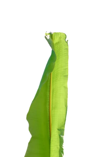Banán Zöld Levél Elszigetelt Fehér Alapon — Stock Fotó