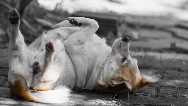 Beyaz Kahverengi Yerli Köpek Beton Yolda Oynuyor — Stok fotoğraf