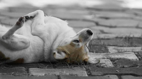 コンクリートの歩道で遊ぶ白い茶色のネイティブの犬 — ストック写真