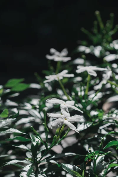 Λευκά Άνθη Γιασεμιού Γαρδένιας Φυσικό Σκούρο Φόντο — Φωτογραφία Αρχείου