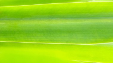 Doğal ışık arka planında yeşil yaprak dokusu. Ekoloji duvar kağıdı.