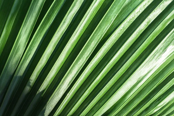 Зеленый Лист Текстуры Естественном Светлом Фоне Экология Обои — стоковое фото