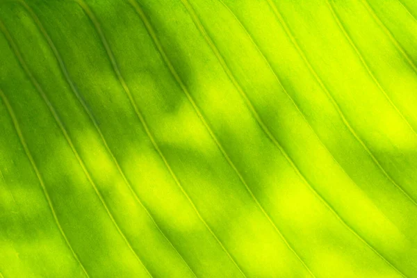 自然の光の背景に緑の葉のテクスチャ 生態壁紙 — ストック写真