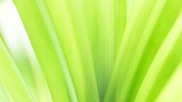 Зеленый Лист Текстуры Естественном Светлом Фоне Экология Обои — стоковое фото