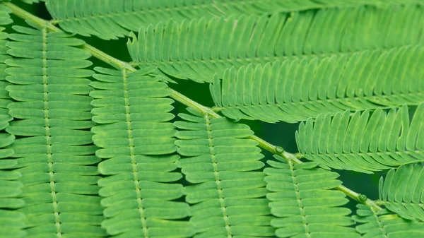 Zielony Liść Tekstury Naturalnym Tle Światła Tapeta Ekologiczna — Zdjęcie stockowe