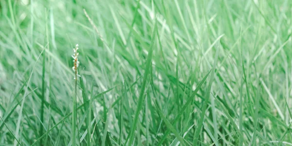 Groen Gras Ochtendzon Ecologisch Concept Natuur Uitzicht Landschap — Stockfoto