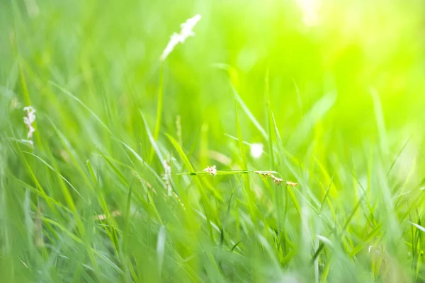 Green Grass Morning Sunshine Ecology Concept Nature View Landscape — Foto de Stock