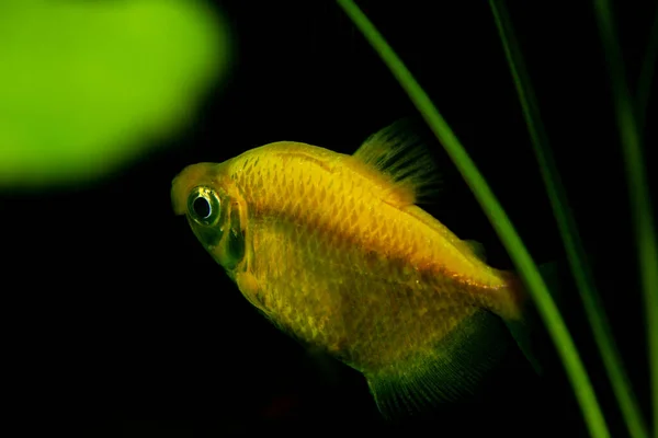 Жовта Золота Тетра Плаває Акваріумі Популярні Прісноводні Риби — стокове фото