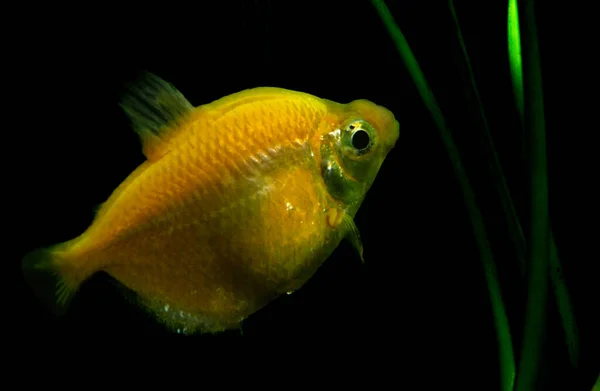 Tetra Ouro Amarelo Nadando Aquário Peixe Água Doce Popular — Fotografia de Stock