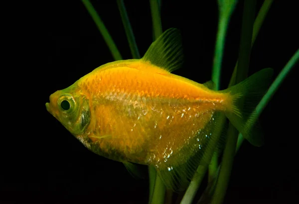 Yellow Gold Tetra Swimming Aquarium Popular Freshwater Fish — Foto Stock