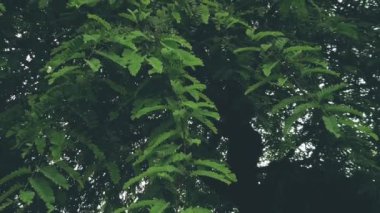 Fresh tamarind green leaves on natural light background. Slow motion.