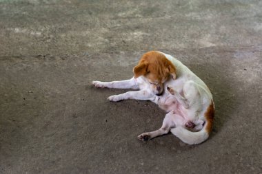 Doğanın aydınlık arka planına sahip beton yolda yerli bir köpek portresi..