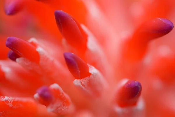 Bromeliad Çiçeğinin Doğal Işık Arkaplanındaki Macro Çekimi — Stok fotoğraf