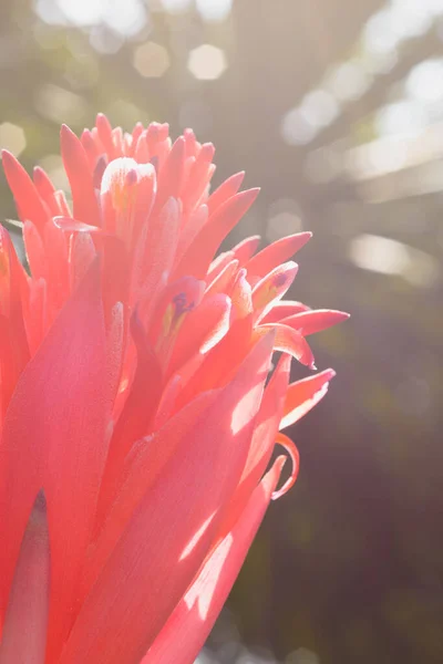 Bromeliad Çiçeğinin Makro Çekimi Güneş Işığına Karşı Bokeh Ile — Stok fotoğraf