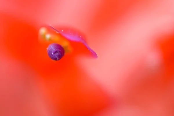 Macro Shot Flor Bromeliad Sobre Fondo Luz Natural — Foto de Stock