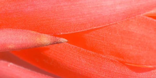 Bromeliad Çiçeğinin Doğal Işık Arkaplanındaki Macro Çekimi — Stok fotoğraf