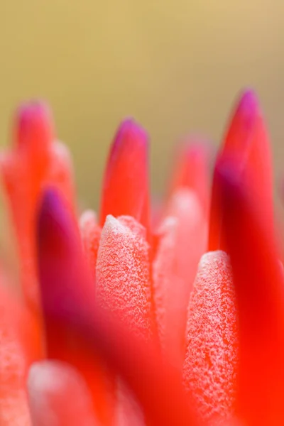 Bromeliad Çiçeğinin Doğal Işık Arkaplanındaki Macro Çekimi — Stok fotoğraf