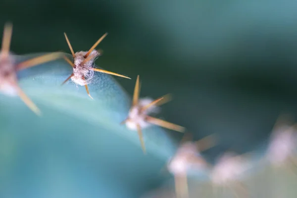 Macro Tiro Cacto Sobre Fundo Luz Natural — Fotografia de Stock