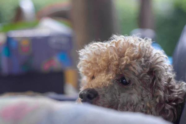 Jovem Cão Poodle Marrom Fundo Luz Natural — Fotografia de Stock