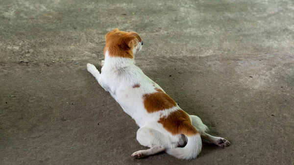 自然光の背景を持つコンクリート道路上の肖像ネイティブ犬 — ストック写真