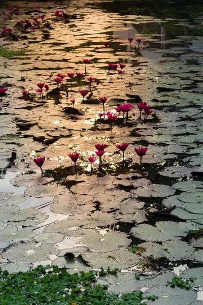 粉红莲花 水百合在自然光的背景下 — 图库照片
