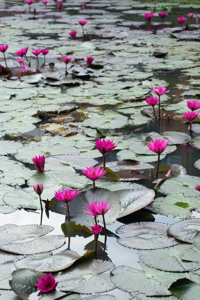 Pembe nilüfer çiçeği ve doğal ışık arkaplanı.. 