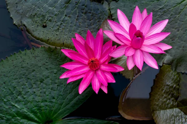 Pink Lotus Water Lily Flower Natural Light Background — Stock Photo, Image