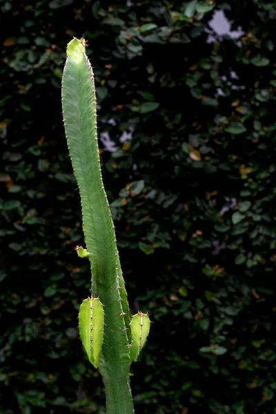 Kaktusz Természetes Fény Háttér — Stock Fotó