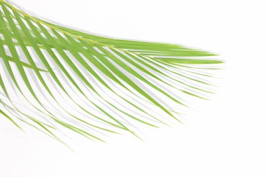 Doğal beyaz arkaplanda izole edilmiş palmiye yaprağı.