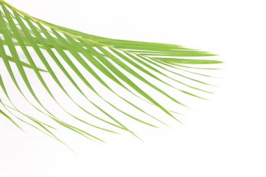 Doğal beyaz arkaplanda izole edilmiş palmiye yaprağı.