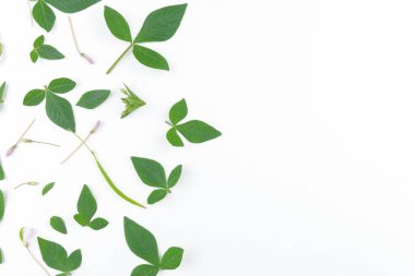 Beyaz arkaplanda yeşil yapraklar izole edilmiş.