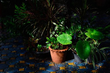 Colocasia esculenta, fil kulaklı yeşil yapraklı doğal ışık arka planı..