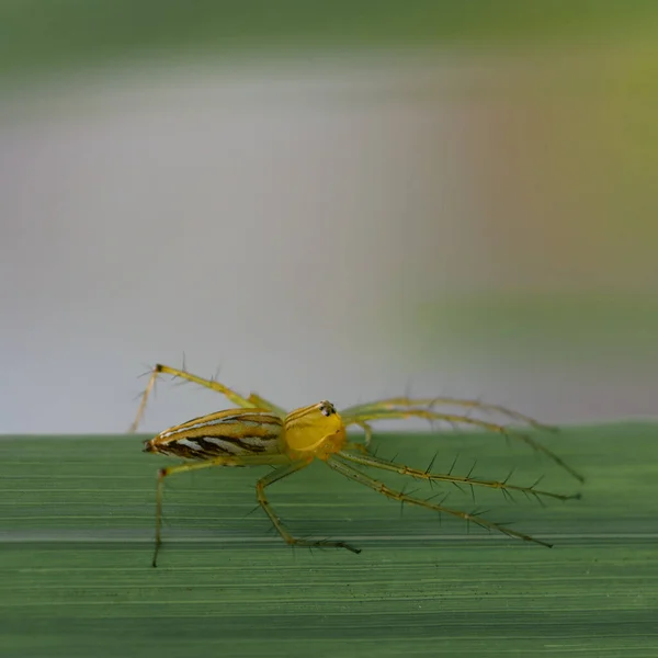 Junge Gelbe Spinne Auf Natürlichem Licht Hintergrund — Stockfoto