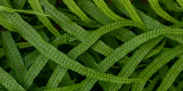 Green Leaves Pattern Natural Light Background — ストック写真