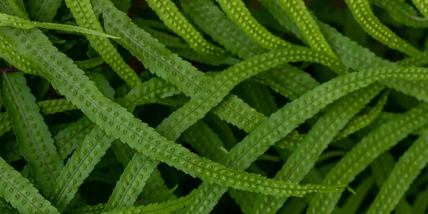 Patrón Hojas Verdes Sobre Fondo Luz Natural —  Fotos de Stock