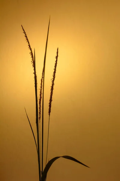 Silhueta Flores Grama Fundo Luz Dourada — Fotografia de Stock